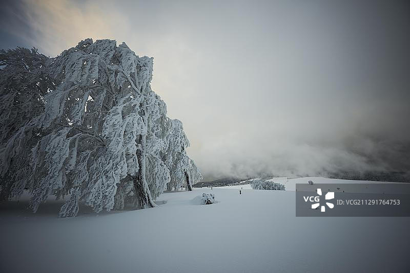 德国巴登-符腾堡冬季山毛榉雪景图片素材
