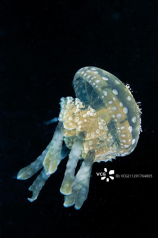 巴布亚水母，布苏安加岛，卡拉棉群岛，巴拉望岛，米马罗巴区，菲律宾，亚洲图片素材