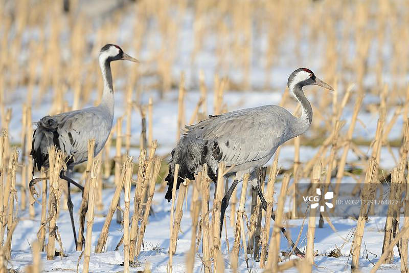 鹤在雪地玉米田中觅食图片素材