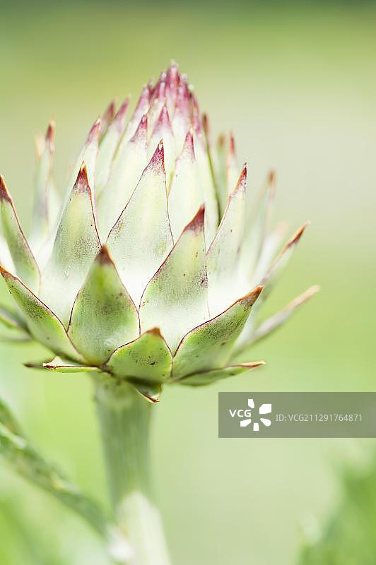 初生的菜蓟图片素材