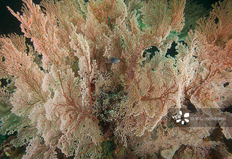扇形柳珊瑚，宿务，菲律宾，亚洲图片素材