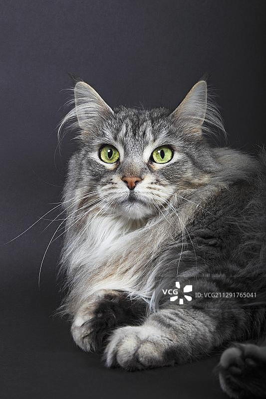 德国缅因猫（欧洲）图片素材