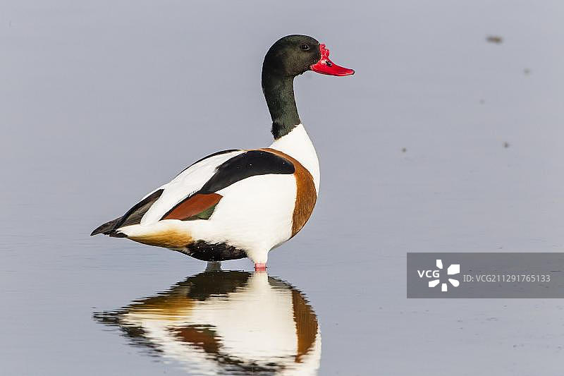 赤麻鸭，德国石荷州瓦尔瑙图片素材