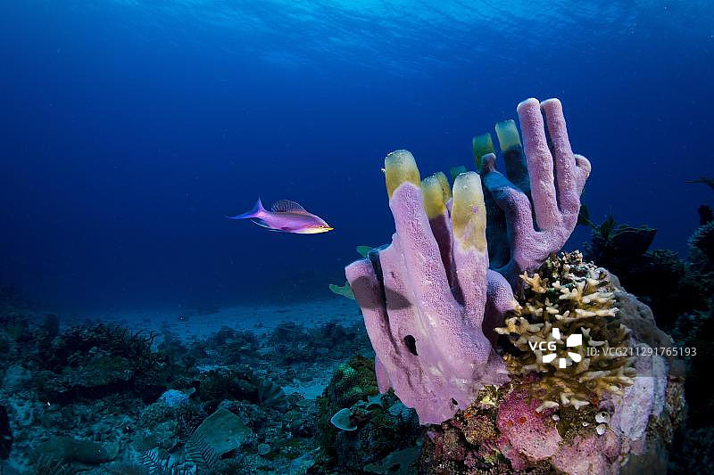 紫色女王花鲈与管状海绵，菲律宾民马罗巴布苏安加，亚洲图片素材