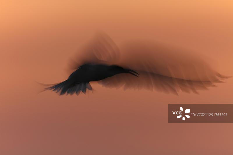 翱翔的普通燕鸥，轮廓剪影，德国下萨克森东弗里西亚群岛图片素材