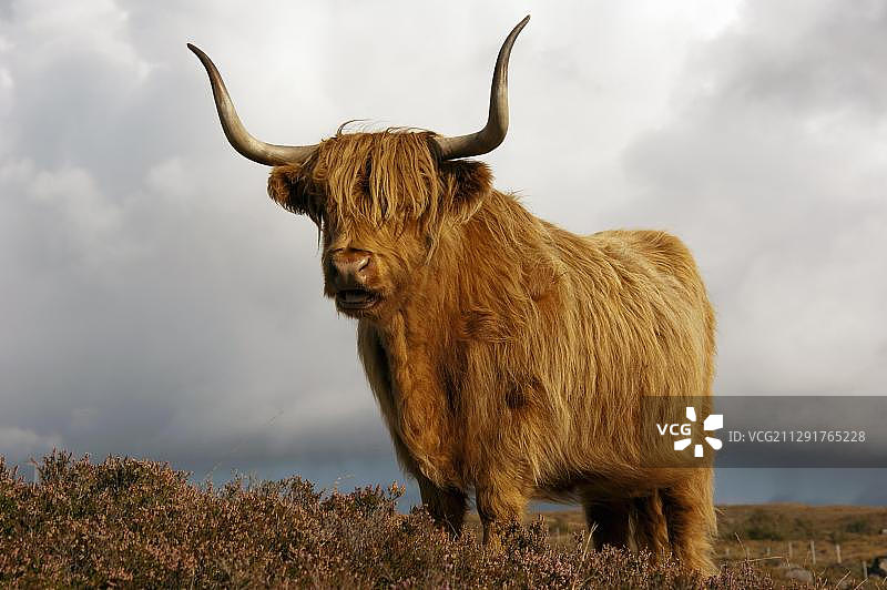 苏格兰高地牛，位于英国苏格兰图片素材