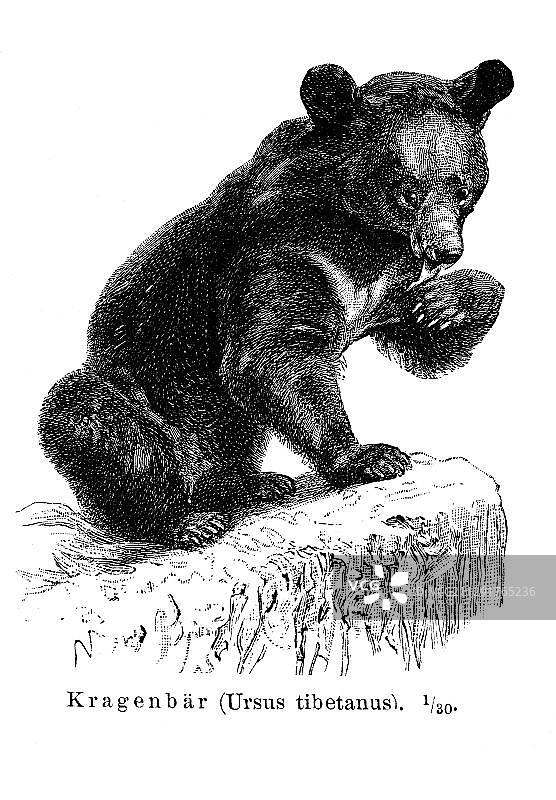 亚洲黑熊,月熊或白胸熊(Ursus thibetanus),出自《迈耶百科全书》,1897年插图图片素材