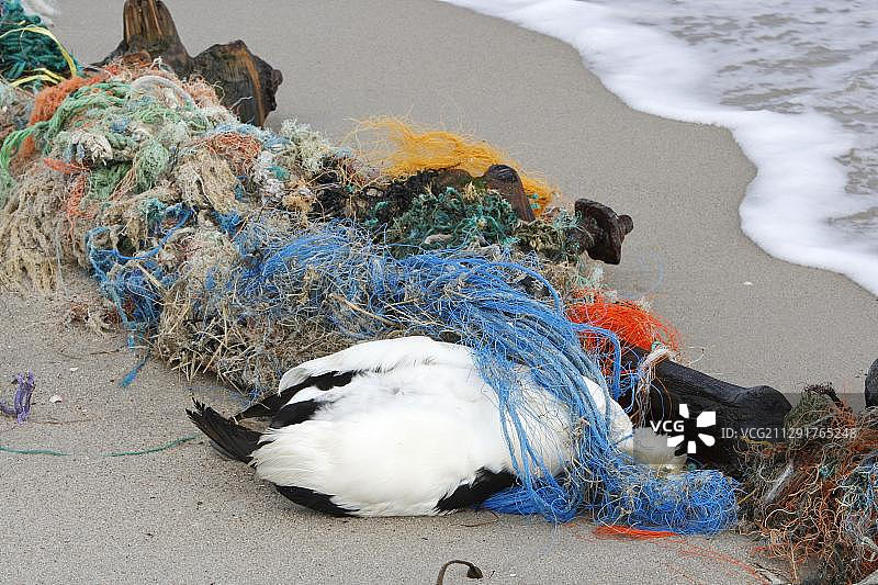 因塑料垃圾死亡的绒鸭，德国下萨克森州弗里斯兰图片素材