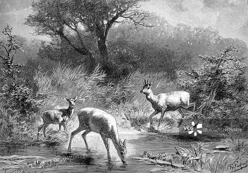 森林池塘，选自《现代艺术年鉴：木刻大师》，1900年图片素材