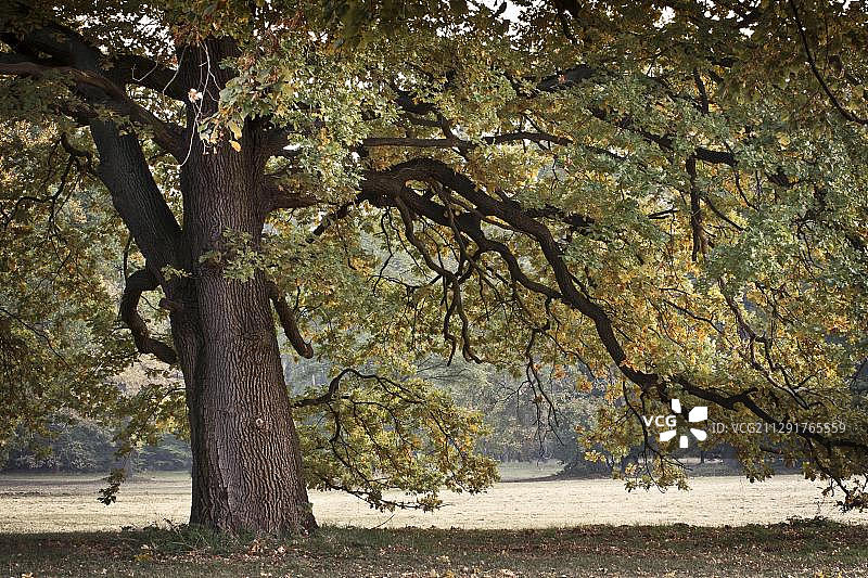 勃兰登堡州科特布斯布拉尼茨公园的秋季栎树图片素材
