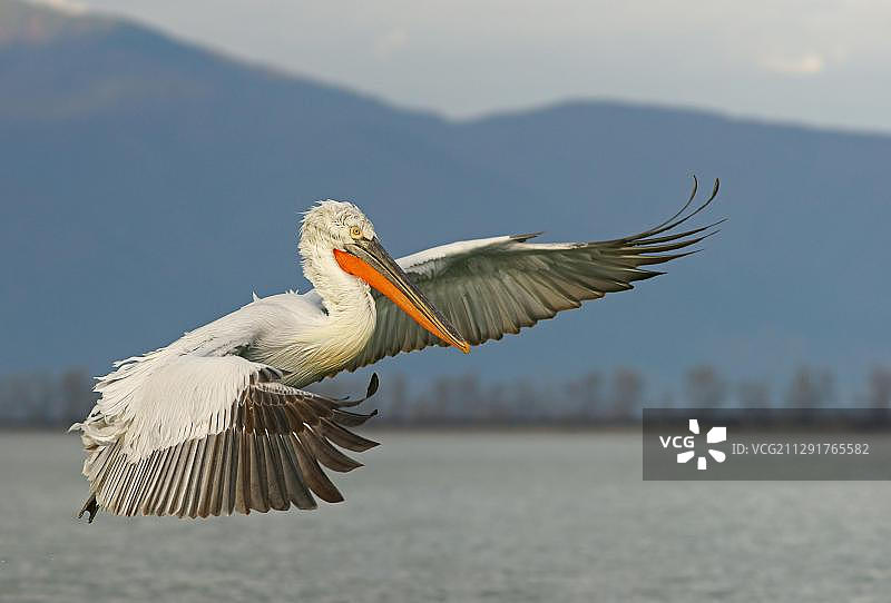 飞行中的达尔马提亚鹈鹕，希腊中马其顿克基尼湖，欧洲图片素材