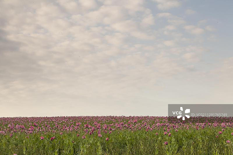 罂粟花（Papaver somniferum），德国黑森州图片素材