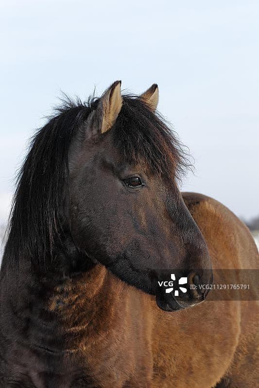柯尼克种马，德国，欧洲图片素材
