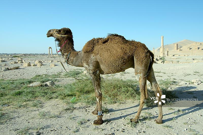 单峰骆驼：叙利亚泰德穆尔古城巴尔米拉图片素材