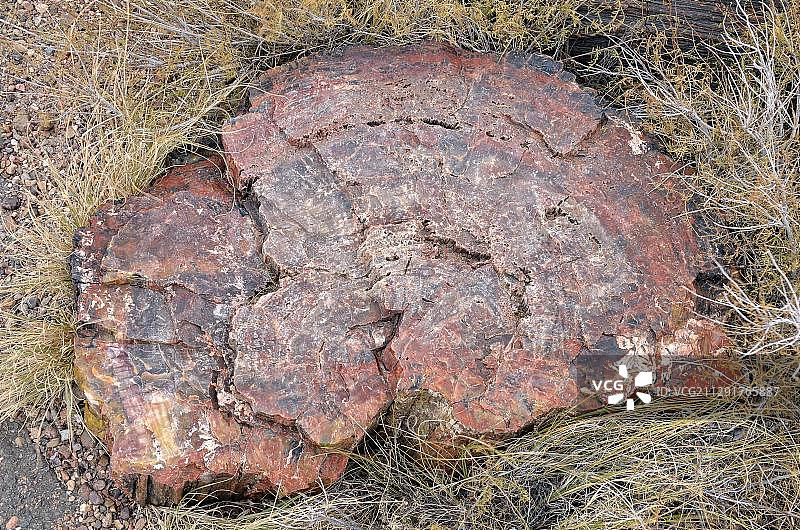 硅化树干局部，水晶森林，石化森林国家公园，彩色沙漠，霍尔布鲁克，亚利桑那州，美国，北美图片素材