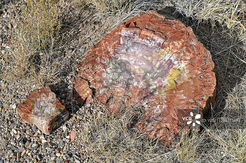 硅化树干局部，水晶森林，石化森林国家公园，彩色沙漠，霍尔布鲁克，亚利桑那州，美国，北美图片素材