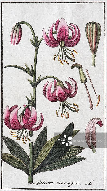 藜芦，手绘铜版画，约翰内斯·佐恩，来自《药用植物锥》，德国纽伦堡，1796年，欧洲图片素材