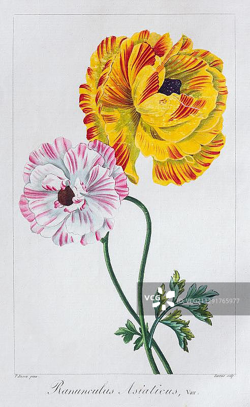 手绘波斯毛茛花铜版画，Pancrace Bessa，1816年图片素材