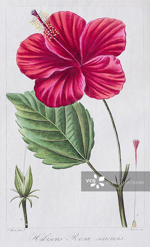 手绘红色芙蓉花铜版画，1816年，法国巴黎图片素材