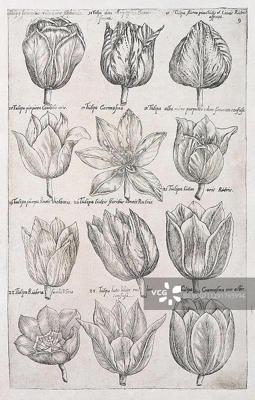 伊曼纽尔·斯威茨1614年郁金香铜版画图片素材