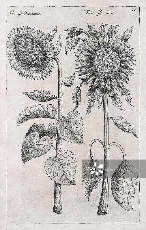 向日葵，铜版雕刻，1614年，荷兰阿姆斯特丹图片素材