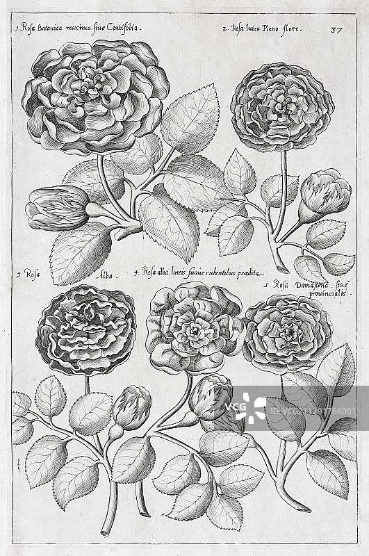 玫瑰（蔷薇属），埃马纽埃尔·斯韦茨铜版雕刻，来自1614年荷兰阿姆斯特丹图片素材