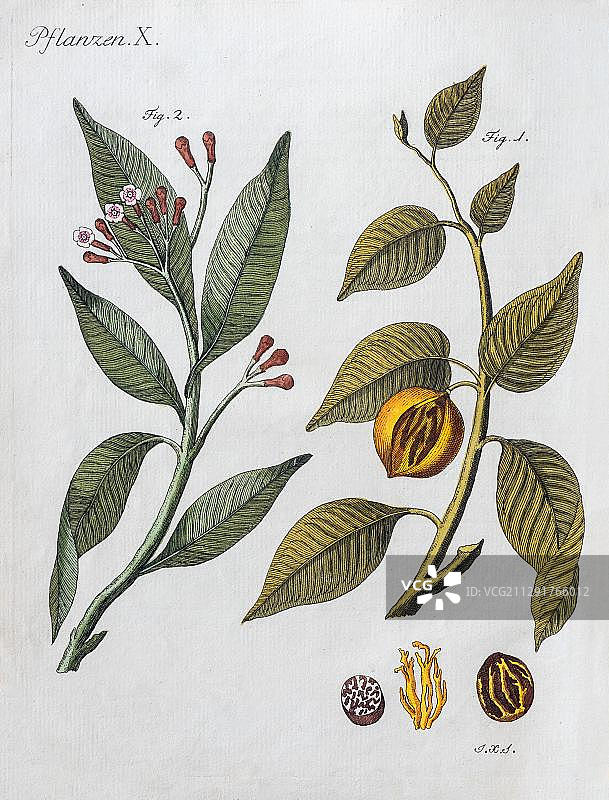 丁香（Syzygium aromaticum）和肉豆蔻（Myristica fragrans），来自 Friedrich Justin Bertuch Bilderbuch fuer Kinder 的手绘铜版画，1801年，德国魏玛图片素材