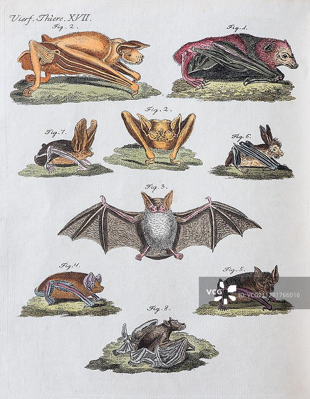 小蝙蝠，来自《弗里德里希·贾斯汀·贝图赫儿童画册》的手绘铜版雕刻，1801年，德国魏玛图片素材