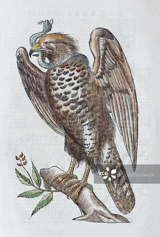 蛇雕，手绘着色木刻插图，摘自乌利塞·阿尔德罗万迪（1522-1603）《鸟类学》：意大利医生和生物学家，博洛尼亚，1599年图片素材