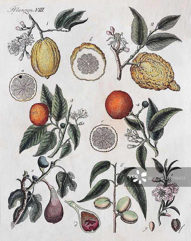 柑橘(Citrus)，无花果(Ficus carica)和杏仁(Prunus dulcis)，热带水果，手工彩色铜版雕刻自弗里drich Justin Bertuch儿童图画书，1792年，魏玛，德国，欧洲图片素材