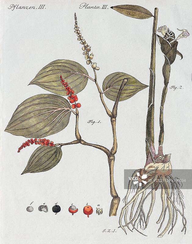 胡椒树和姜，手绘铜版画，1792年图片素材
