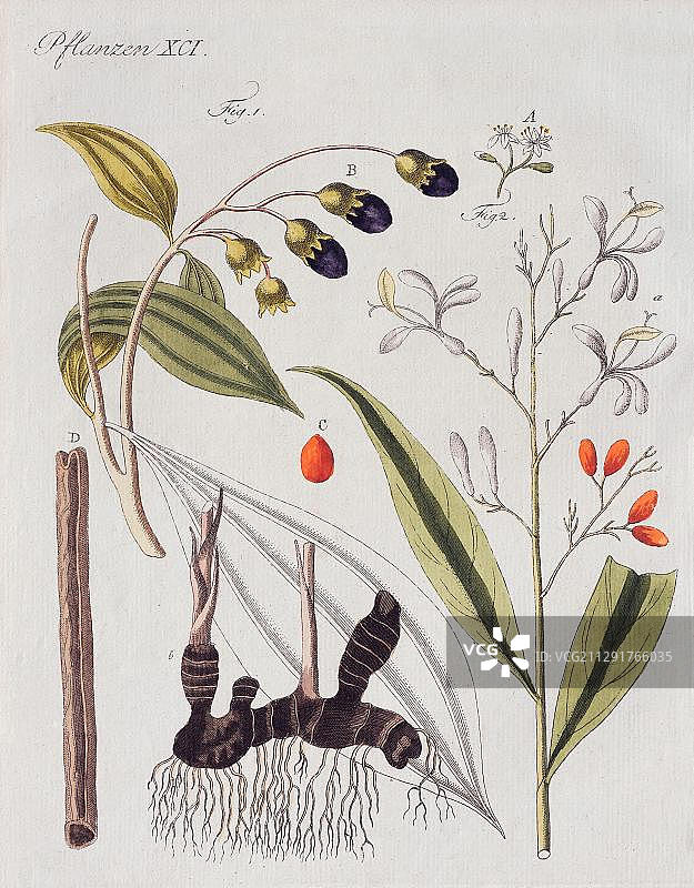 肉桂和高良姜，来自1805年 Friedrich Justin Bertuch儿童图画书的手绘铜版雕刻，德国魏玛图片素材