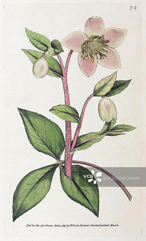 手绘铜版画：马略卡铁筷子花，1789年图片素材