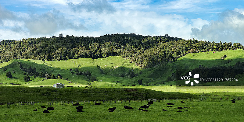 新西兰牧场图片素材
