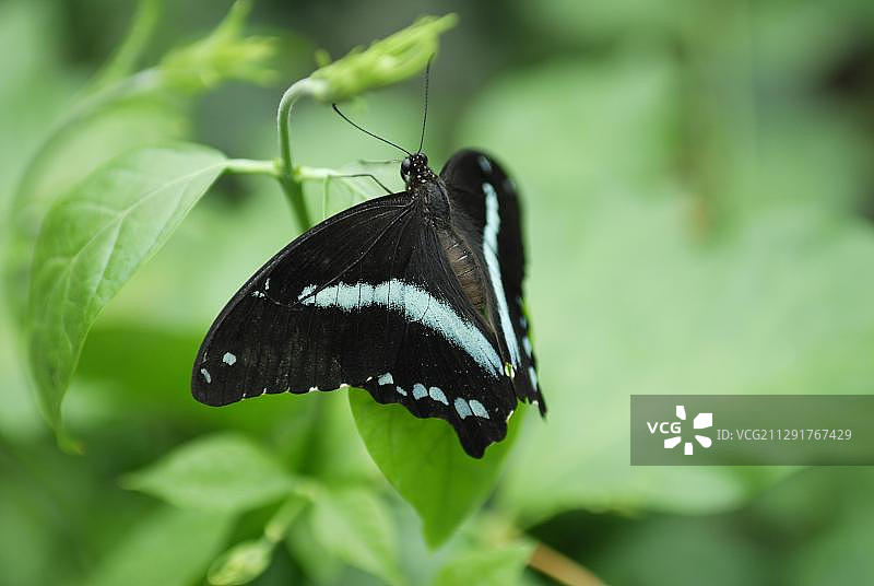 绿带燕尾蝶图片素材