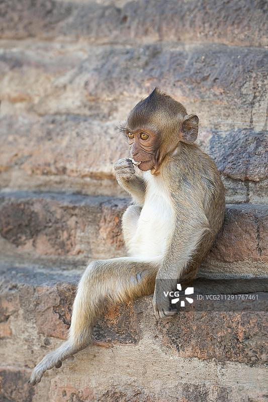 泰国华富里食蟹猴图片素材