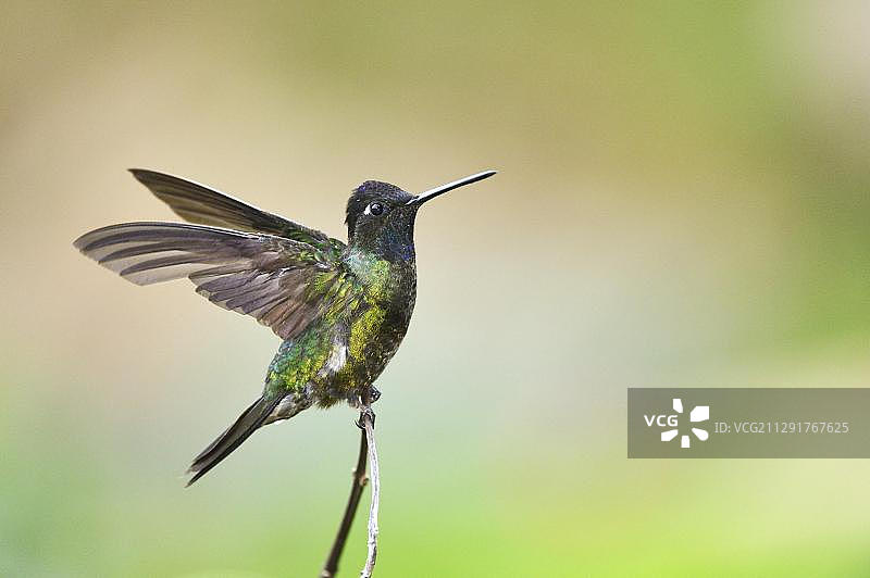 蜂鸟，圣赫拉尔多-德多塔，哥斯达黎加，中美洲图片素材