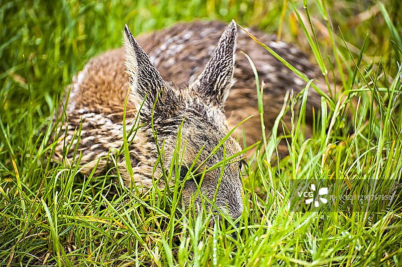 草丛中休息的狍图片素材