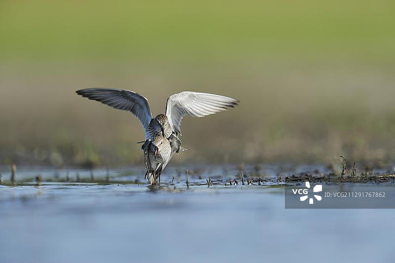 白腰滨鹬（Calidris fuscicollis）成年个体争斗，美国德克萨斯州科珀斯克里斯蒂湖图片素材
