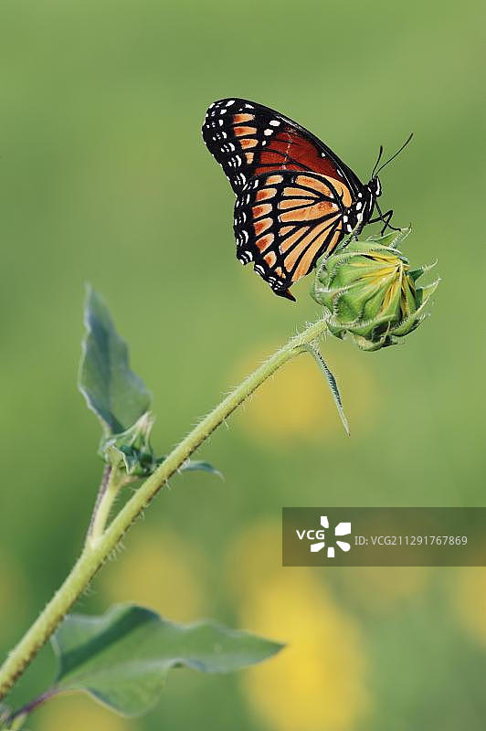 模仿帝王蝶，成虫栖息在向日葵花蕾上，美国南德克萨斯州科珀斯克里斯蒂湖图片素材