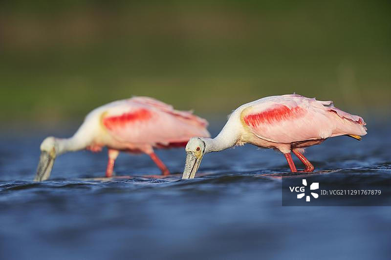 美洲红鹮成鸟觅食，美国德克萨斯州科珀斯克里斯蒂湖图片素材