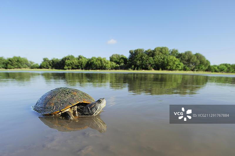 红耳龟，美国德克萨斯州科珀斯克里斯蒂湖图片素材