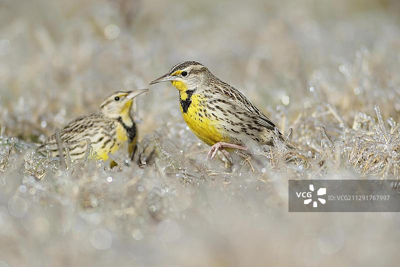 东方草地鹨（Sturnella magna），成鸟在冰覆盖的草地上行走图片素材
