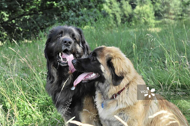 两只里昂贝格犬，犬种，施韦比施格明德，巴登-符腾堡州，德国，欧洲图片素材
