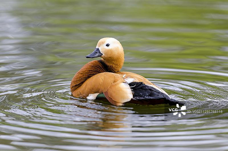 赤麻鸭，于英国伦敦圣詹姆斯公园图片素材