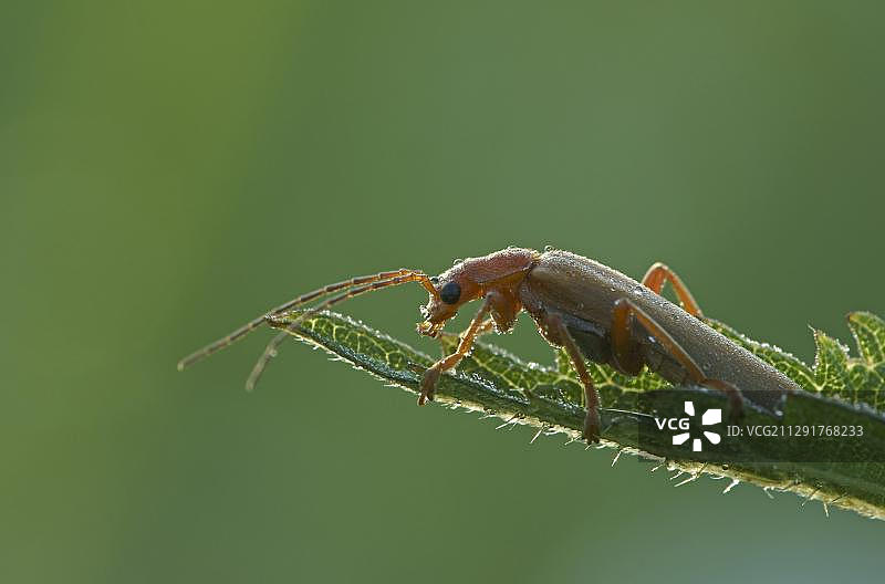 德国黑森州巴特黑斯费尔德的普通红士兵甲虫图片素材