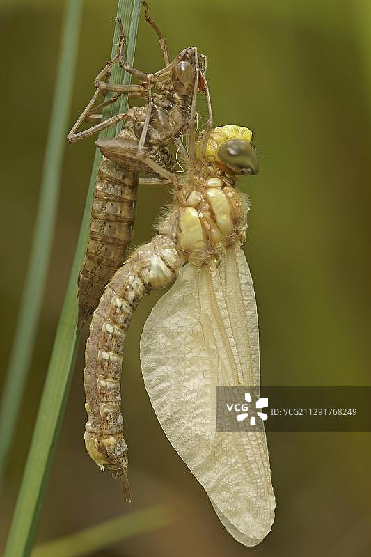 新孵化的蓝灰蜻与蜕图片素材