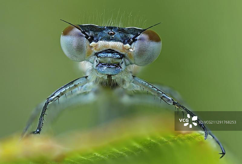 蓝尾豆娘（Ischnura elegans），特写镜头，德国黑森州巴特黑斯费尔德图片素材