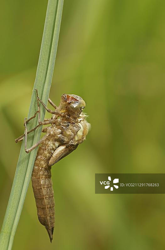 南方蜓从幼虫中羽化（德国黑森州巴特黑斯费尔德）图片素材