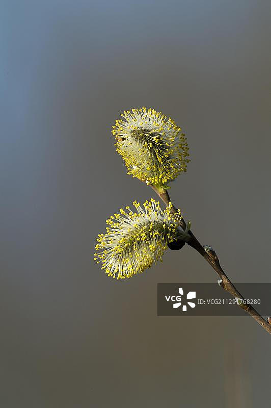 山羊柳，绒毛柳或大柳树，德国黑森州北部图片素材